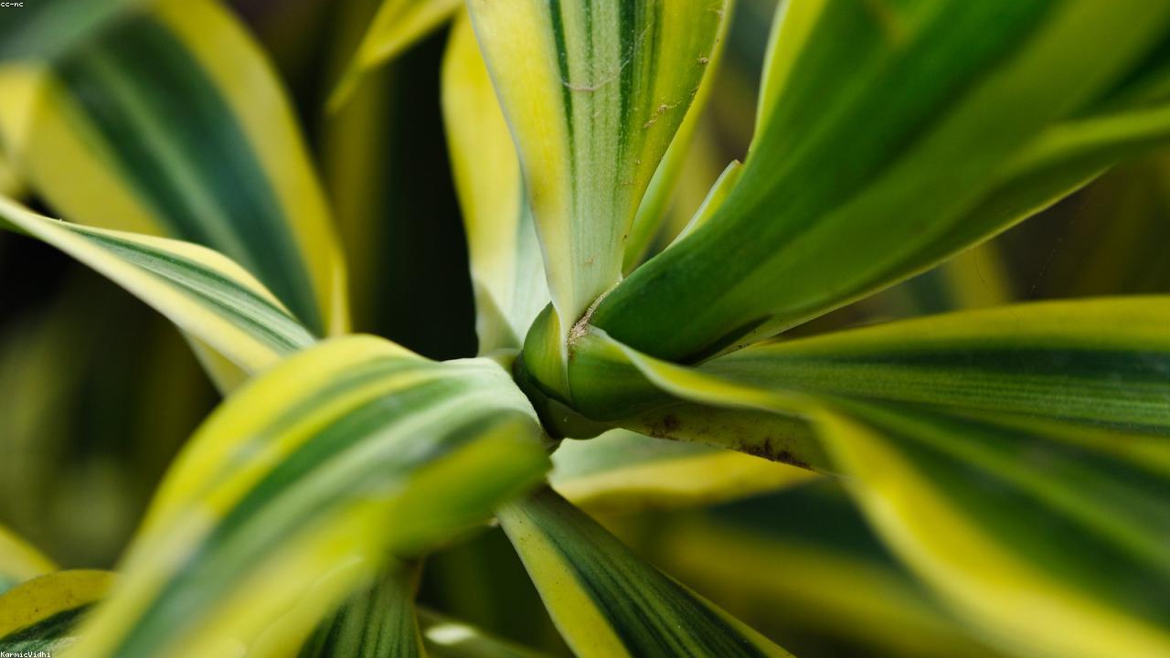 Neo-Sovereignty & Localized Resilience Infographic