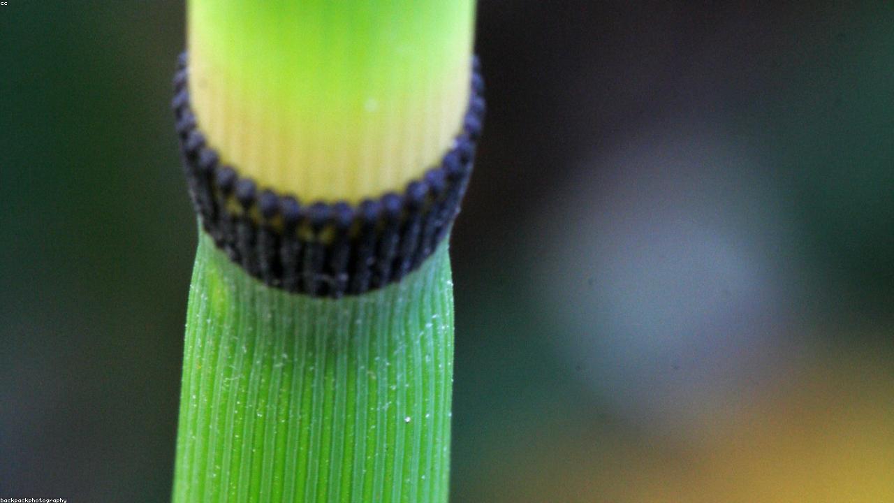 Neo-Tribal Infrastructures Infographic